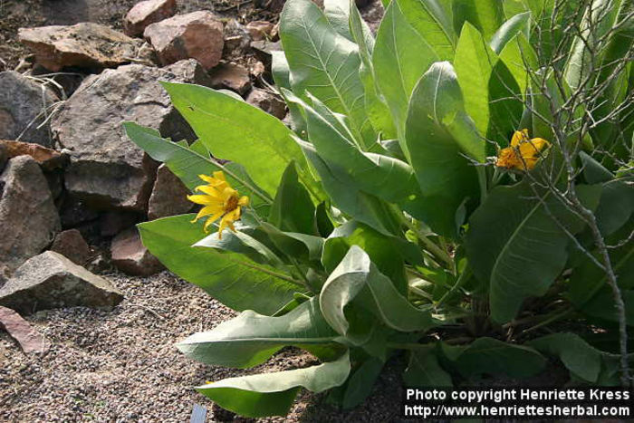 d05_7385_balsamorhiza-sagittata