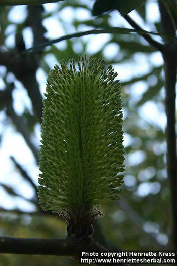 d05_8755_banksia-integrifolia