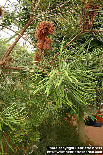 d06_2184_banksia-spinulosa
