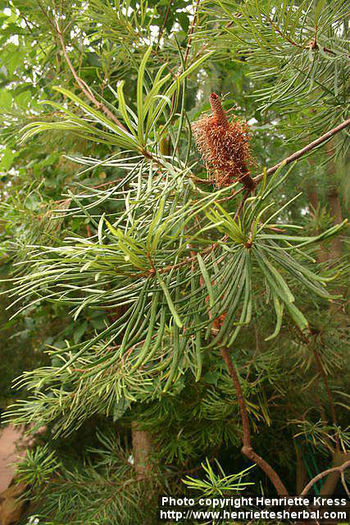 d06_2185_banksia-spinulosa