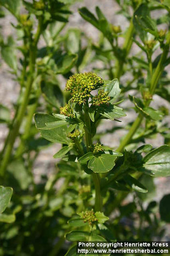 d08_2250_barbarea-vulgaris