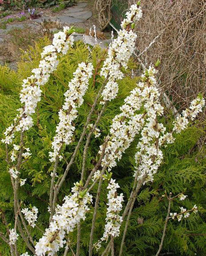 Daphne%20mezereum%20Bowles%20White3_1