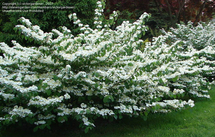 doublefile viburnum shasta.
