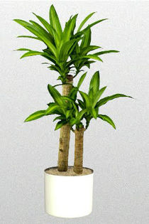 DracaenaFragransMassangeanaCane10x