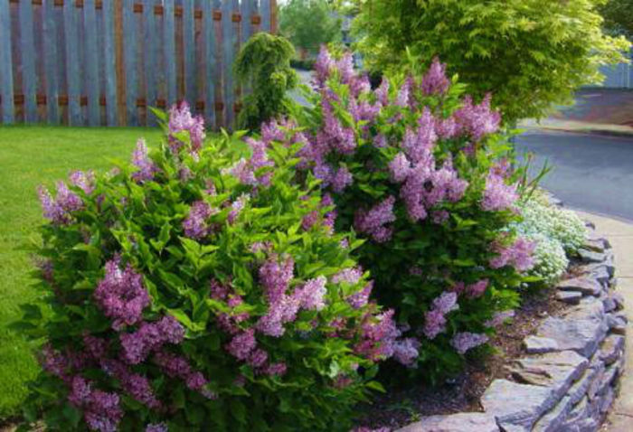 Dwarf-Korean-Lilac