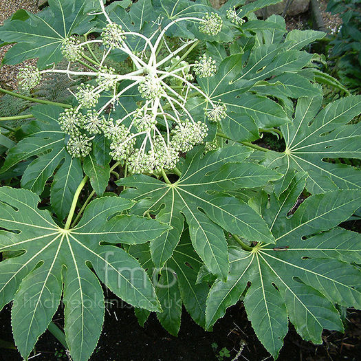fatsia
