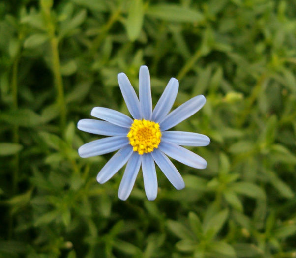 Felicia-blue