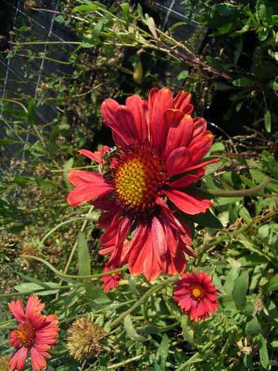 gaillardia_burgunder