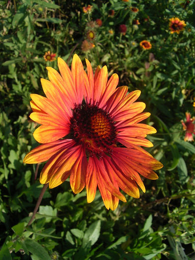 gaillardia_fackelschein