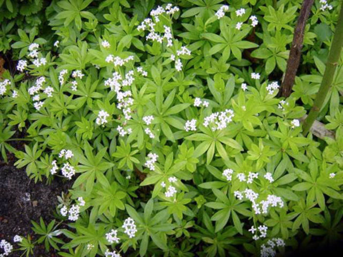 galium_odorata