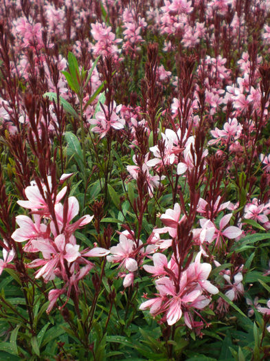 gaura