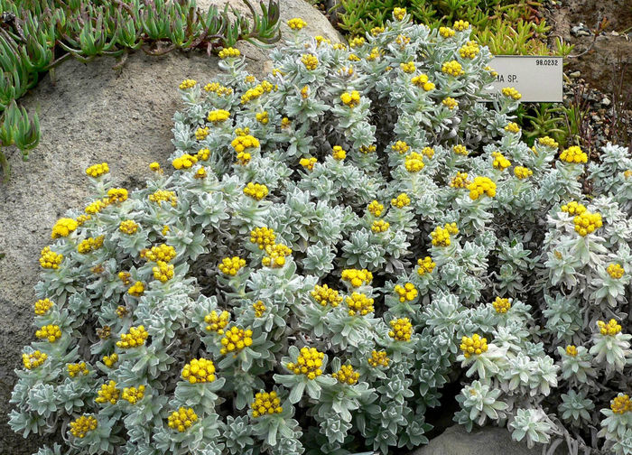 Helichrysum_splendidum_1