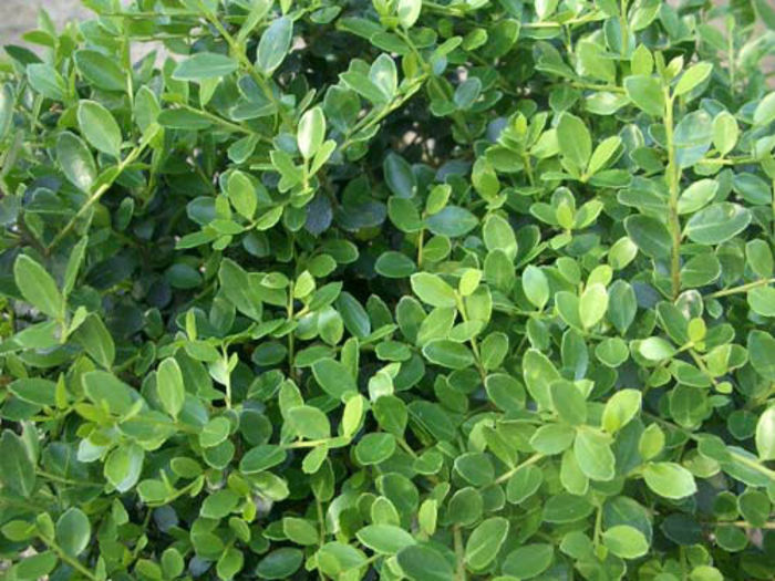 HollyHelleri - minuni ale naturii create de dumnezeu 2