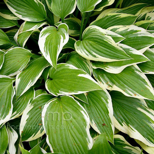 hosta_antioch - minuni ale naturii create de dumnezeu 2