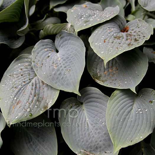 hosta_hadspenblue_lf - minuni ale naturii create de dumnezeu 2