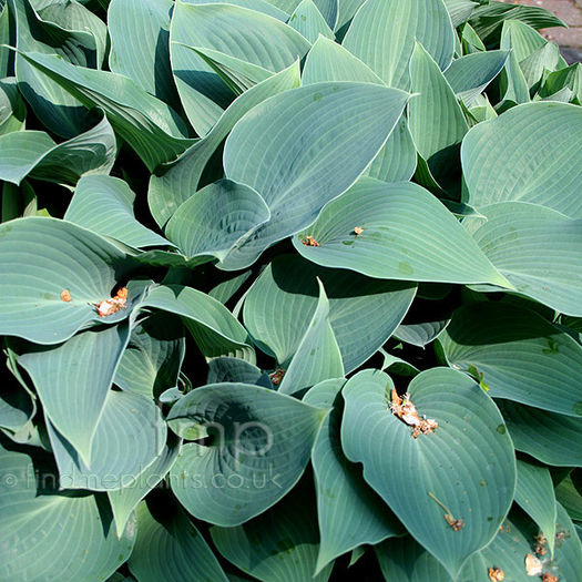 hosta_halcyon