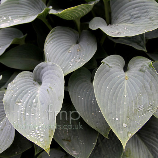 hosta_halycon_lf - minuni ale naturii create de dumnezeu 2