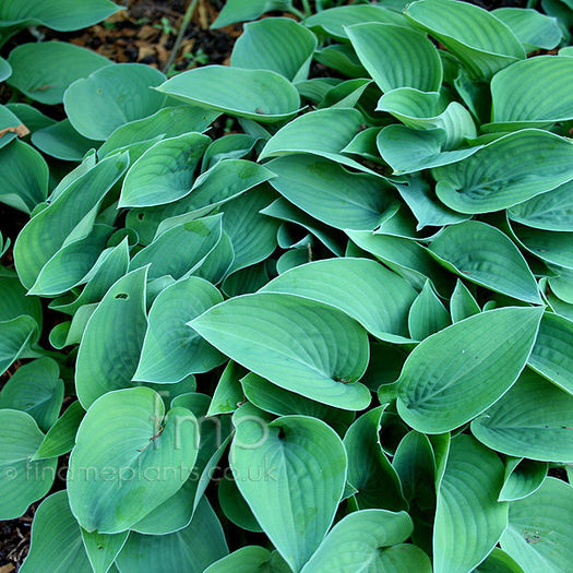 hosta_pacific_blue_edger