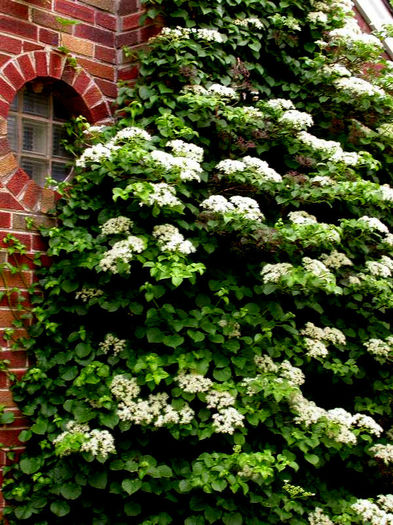 hydrangea-petiolaris-mobot - minuni ale naturii create de dumnezeu 2