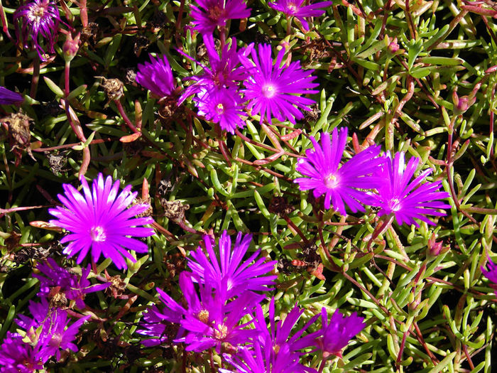 Ice-Plant-Rose-Web - minuni ale naturii create de dumnezeu 2