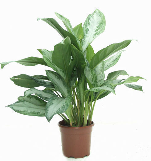 img58691-aglaonema-silver-queen - minuni ale naturii create de dumnezeu 2