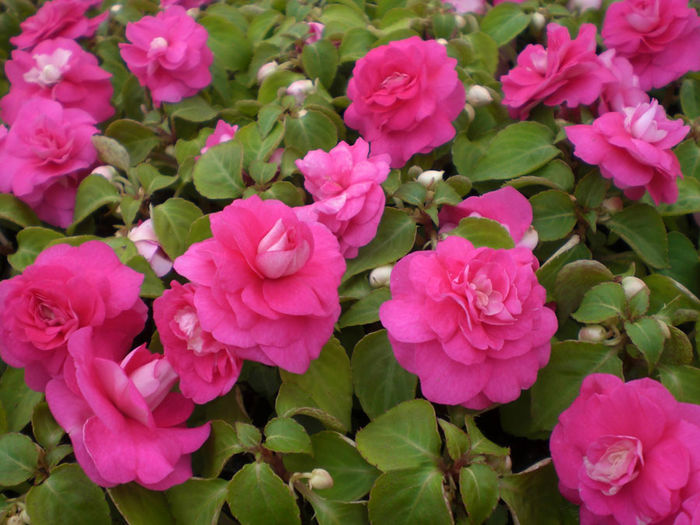 Impatiens-Double-Delight-Pink-Web-