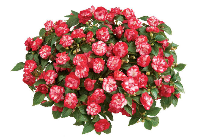 Impatiens-Double-Delight-Starlight-Red-Web-2 - minuni ale naturii create de dumnezeu 2