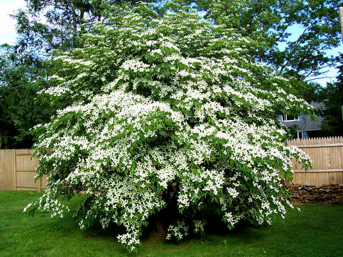 Korean-Dogwood1 - minuni ale naturii create de dumnezeu 2