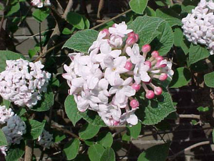 Korean-Spice-Viburnum - minuni ale naturii create de dumnezeu 2