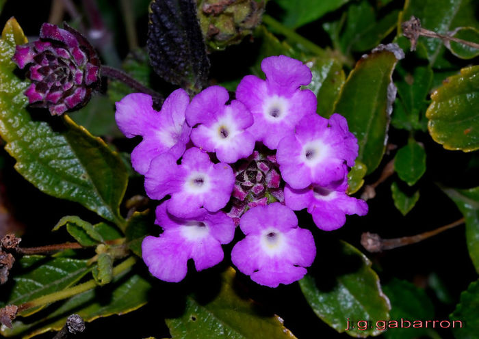 Lantana_camara,Torrox,12_02_09 - minuni ale naturii create de dumnezeu 2