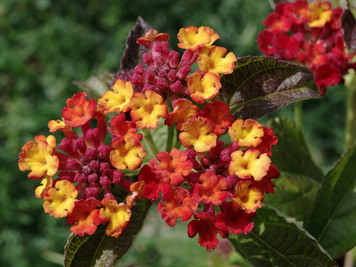 Lantana_Camara_FR_2012 - minuni ale naturii create de dumnezeu 2
