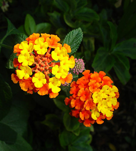 lantana-camara-25-02-06