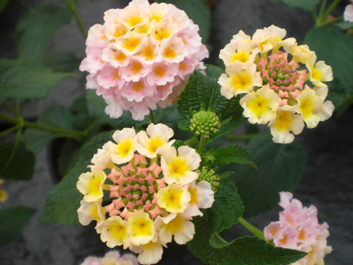 Lantana-Scentimental-Rose-Web-2 - minuni ale naturii create de dumnezeu 2