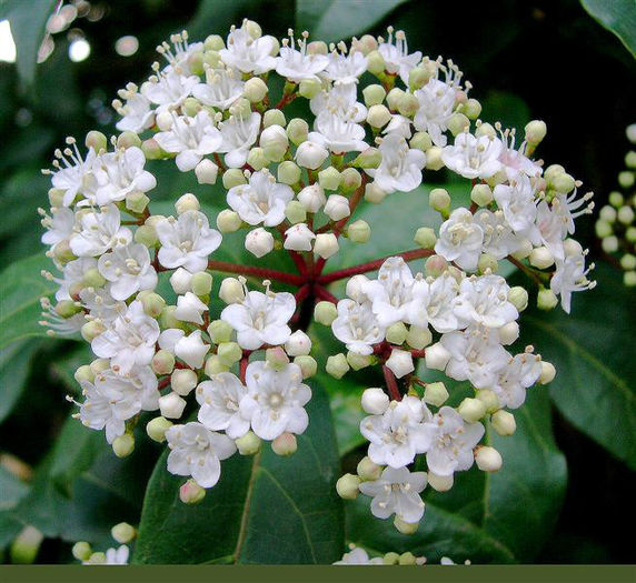 laurestinusViburnum1 - minuni ale naturii create de dumnezeu 2