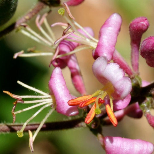 lonicera hispidula - minuni ale naturii create de dumnezeu 2
