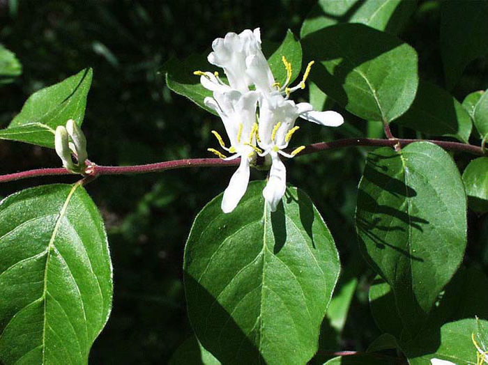 Lonicera morrowi - minuni ale naturii create de dumnezeu 2