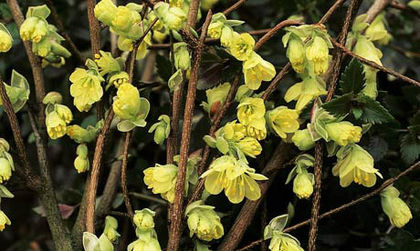 lonicera purpusii winter beauty