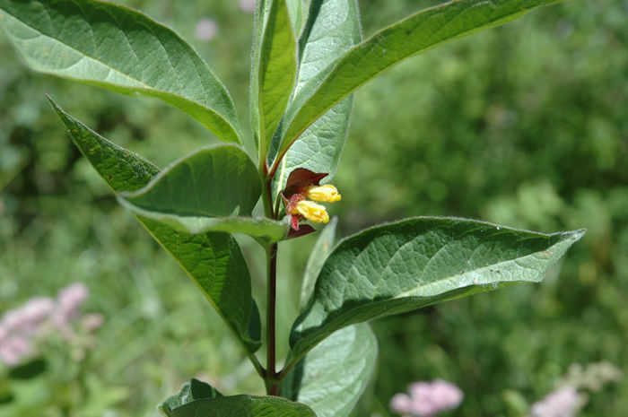 Lonicera_involucrata1_lg - minuni ale naturii create de dumnezeu 2