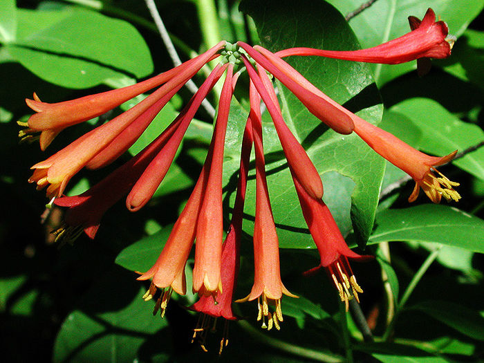 lonicera_sempervirens - minuni ale naturii create de dumnezeu 2