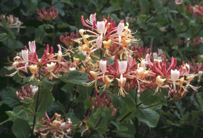 lonicera-caprifolium - minuni ale naturii create de dumnezeu 2