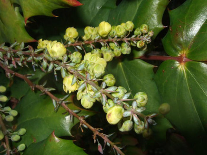 Mahonia_japonica_2 - minuni ale naturii create de dumnezeu 2