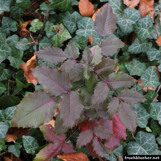 mahonia-aquifolium - minuni ale naturii create de dumnezeu 2