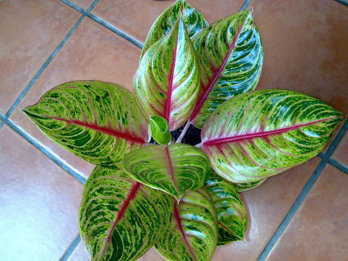 Moonlight3 aglaonema - minuni ale naturii create de dumnezeu 2