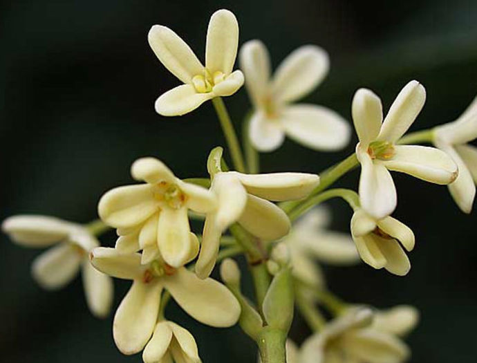 OsmanthusFragrant