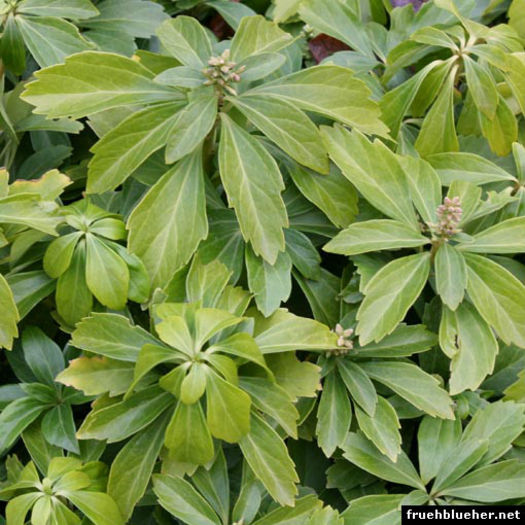 pachysandra-terminalis