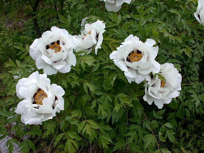 Paeonia_suffruticosa