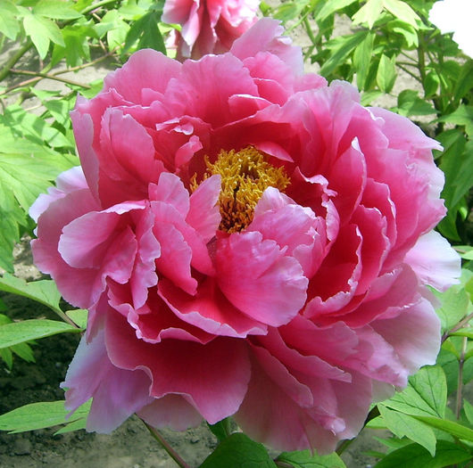 Paeonia_suffruticosa_at_Beijing