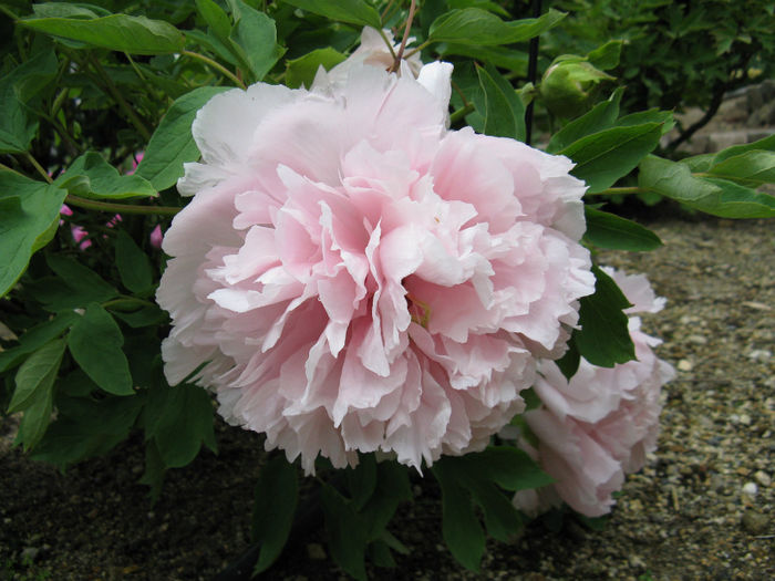 Paeonia_suffruticosa_cv3