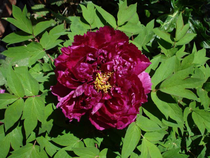 Paeonia_suffruticosa_JAY