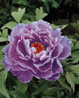 Paeonia_suffruticosa_Kamatanishiki